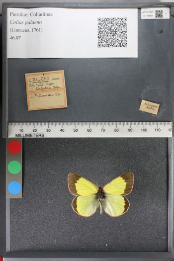 Media type: image;   Entomology 118961